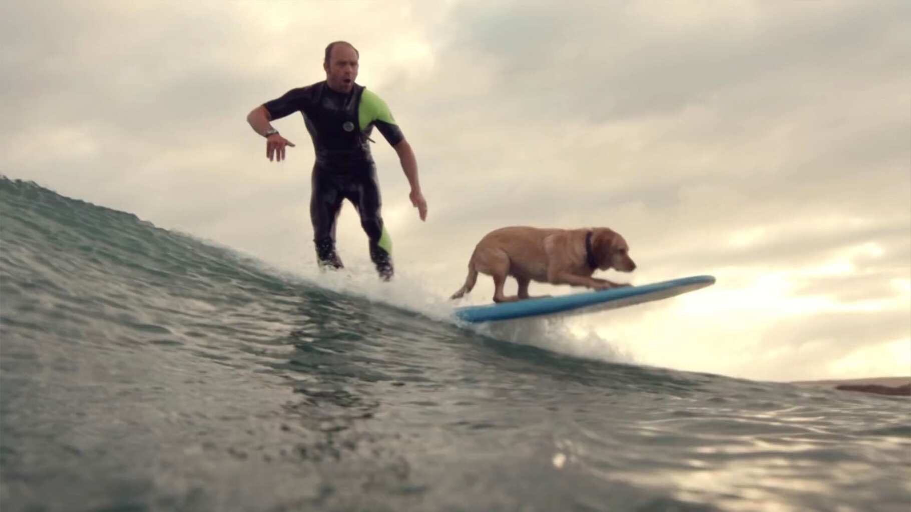 Dog On A Surfboard